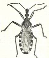 Duas Palavras Sobre a Doena De Chagas